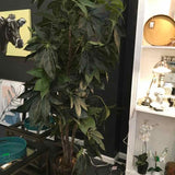 Schefflera Tree in Basket Planter