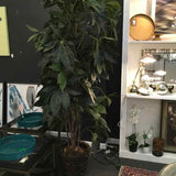 Schefflera Tree in Basket Planter