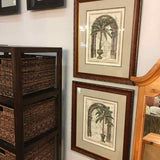 Framed Botanical Art