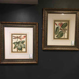 Framed Petite Dragonflies
