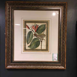 Framed Petite Dragonflies